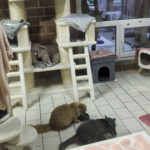 Bewohner des Albert-Schweitzer-Tierheims in Essen