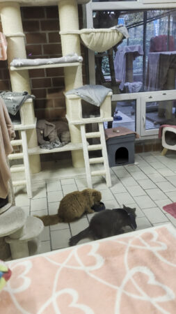 Bewohner des Albert-Schweitzer-Tierheims in Essen