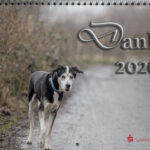 Kalender des Albert-Schweitzer-Tierheims in Essen