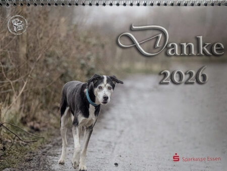 Kalender des Albert-Schweitzer-Tierheims in Essen