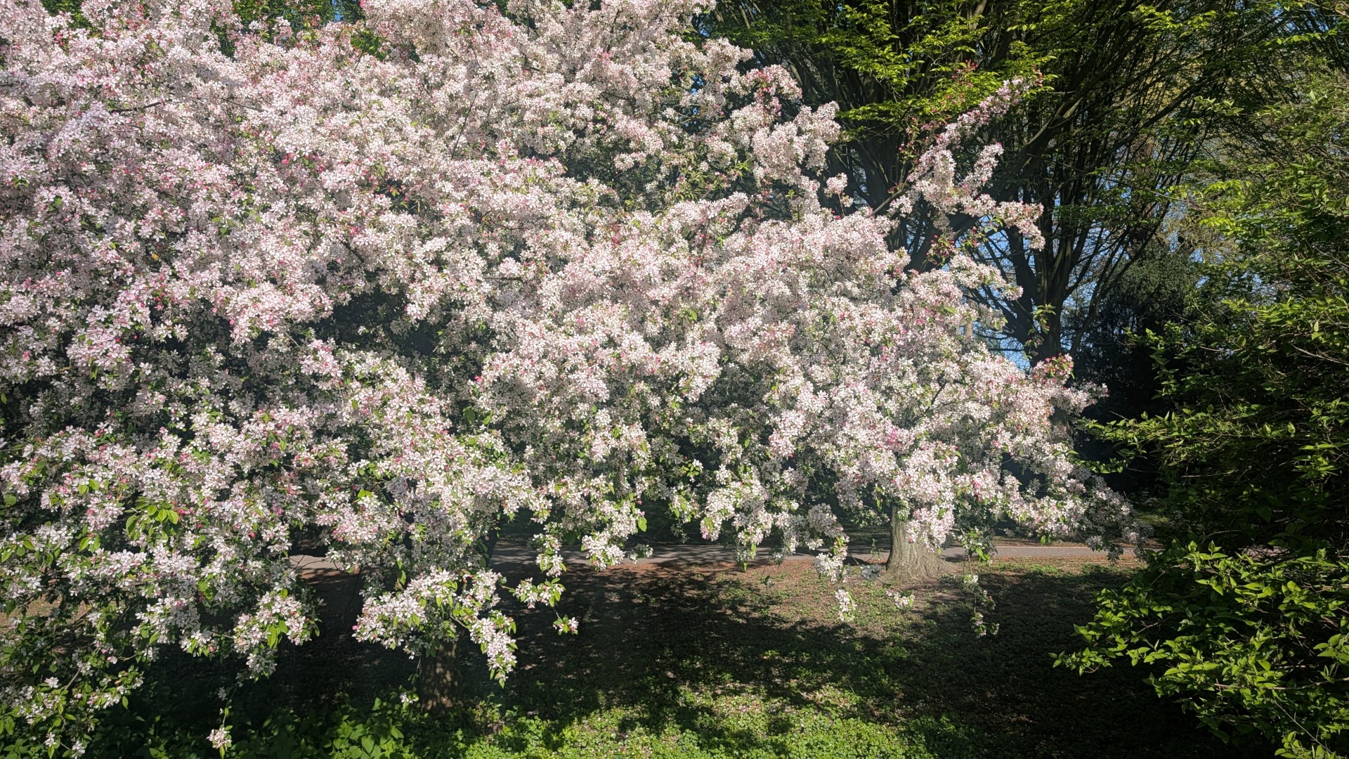 Frühjahr im Park des Wasserschlosses Wittringen Gladbeck