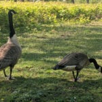 Gänse im Schlosspark Wittringen Gladbeck