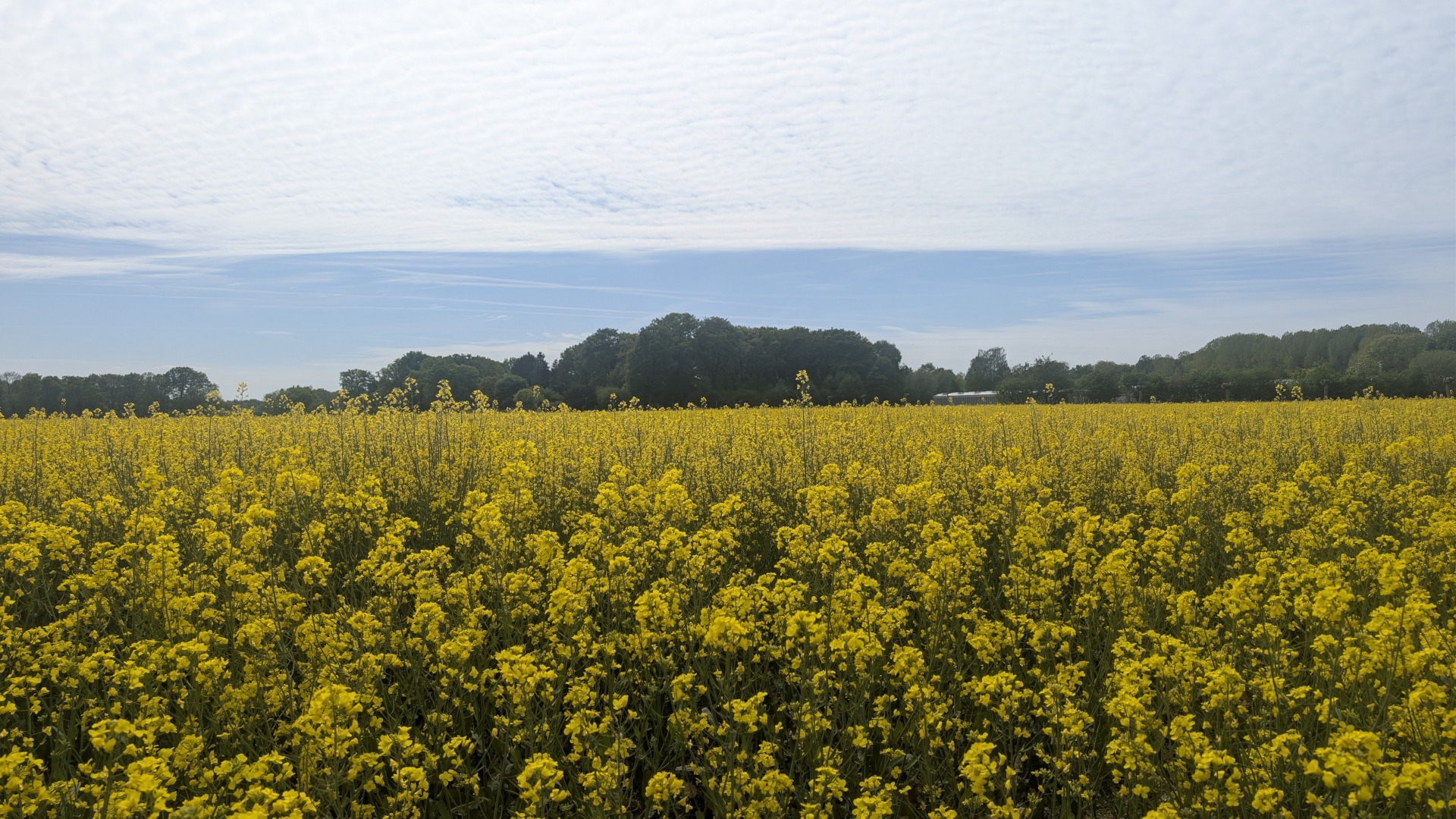 Rapsfeld am Niederrhein