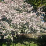Frühjahrserwachen im Wittringer Wald in Gladbeck