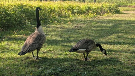 Gänse im Schlosspark Wittringen