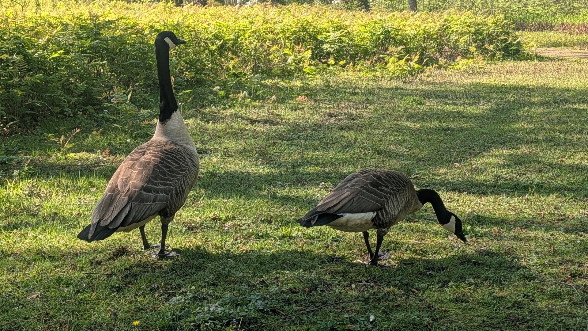 Gänse im Schlosspark Wittringen
