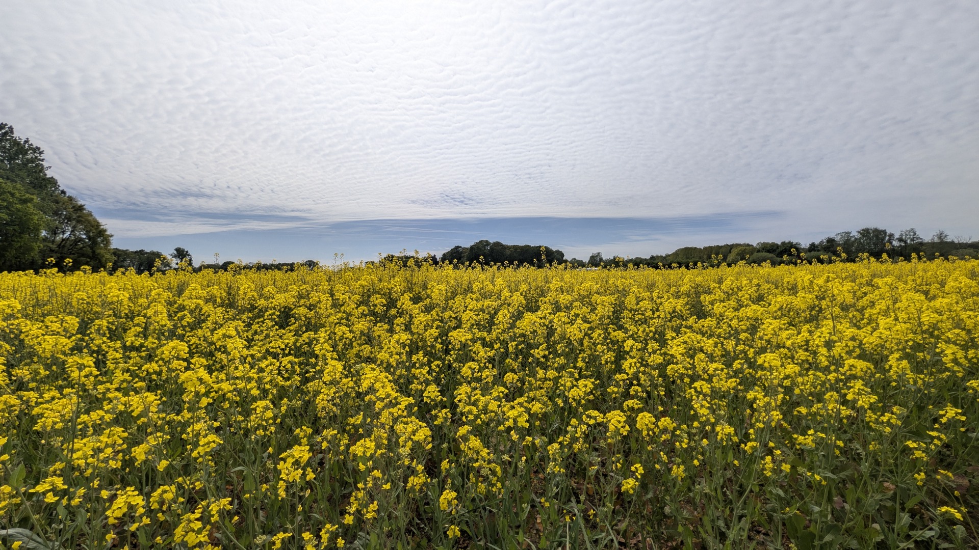 Rapsfelder bei Kerken