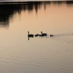 Gänsefamilie am Lago Laprello