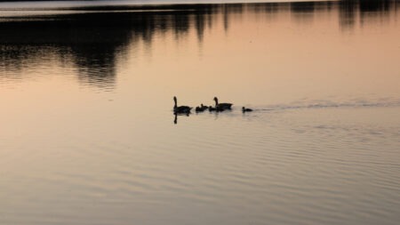 Gänsefamilie am Lago Laprello