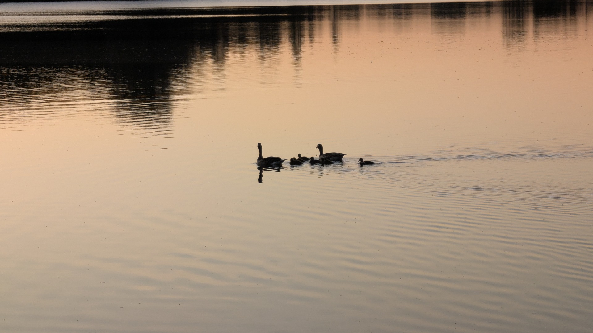 Gänsefamilie am Lago Laprello