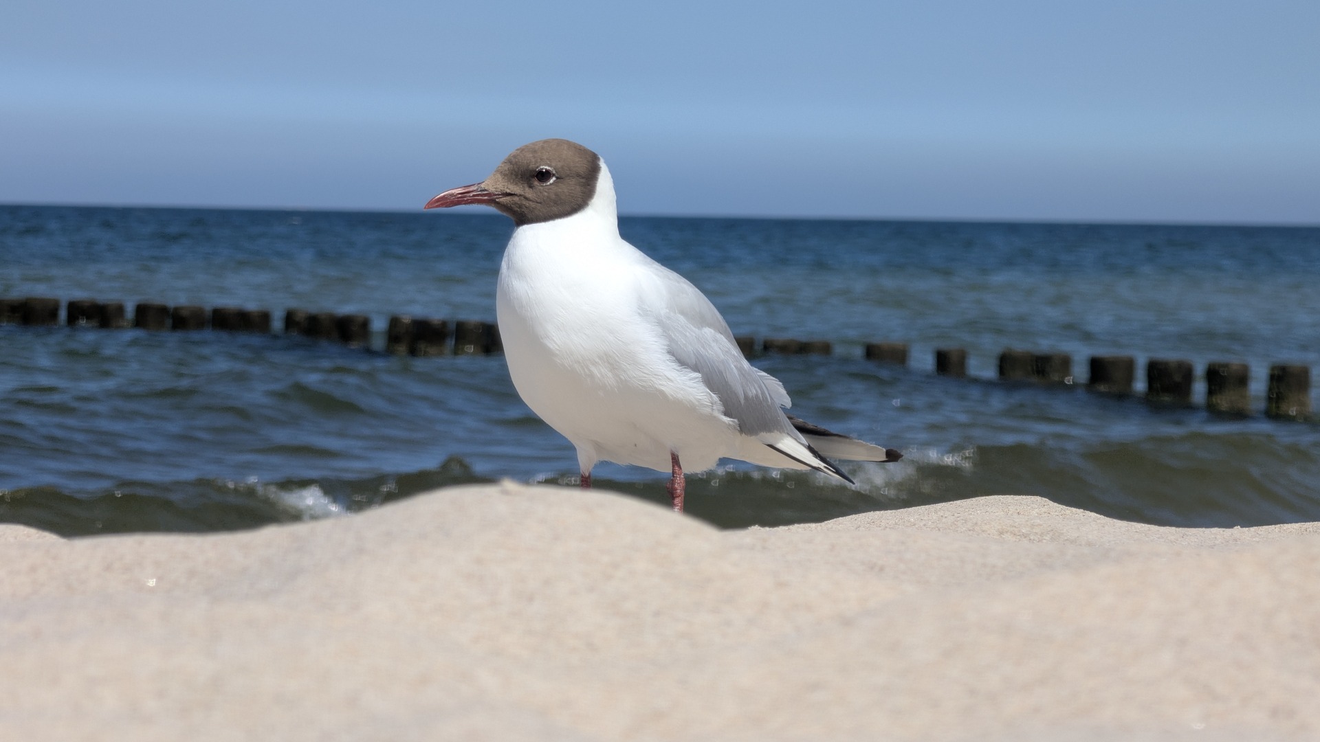 Möwe am Strand von Bansin