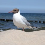 Typischer Ostsee-Bewohner