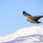 Seeadler