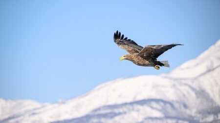 Seeadler
