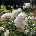 Rosenblüte im Rosengarten Rostock