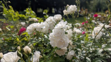 Rosenblüte im Rosengarten Rostock
