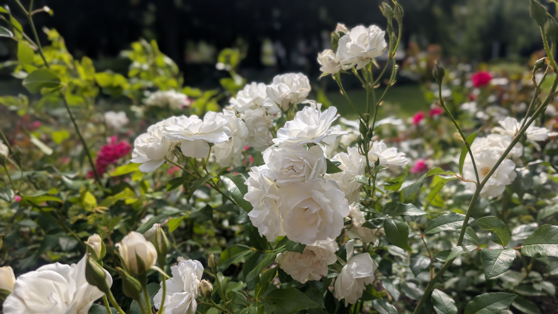 Rosenblüte im Rosengarten Rostock
