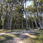 "Windflüchter" im Gespensterwald Nienhagen