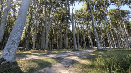 "Windflüchter" im Gespensterwald Nienhagen